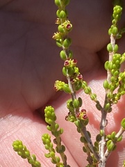 Erica calcicola