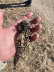 Caprimulgiformes