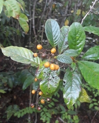 Dilleniaceae