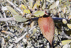 Prunus argentea