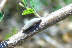 Homalodisca ichthyocephala