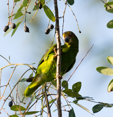 Amazona xantholora