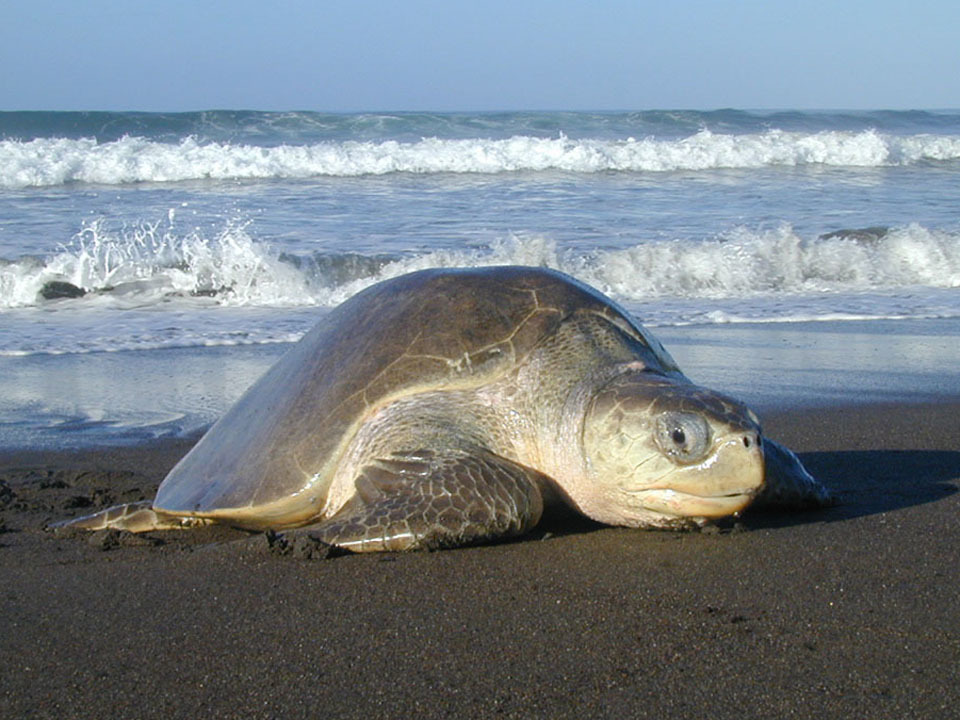 Olive Ridley Sea Turtle in October 2003 by Erik Daniel Erikson. Olive ...