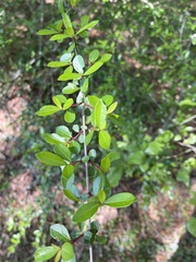 Viburnum obovatum image