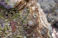 Eulalia clavigera