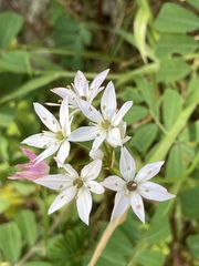 Allium trifoliatum