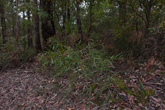 Phyllodineae