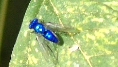 Condylostylus mundus