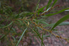 Phyllodineae