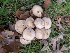 Britzelmayria multipedata