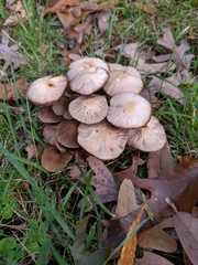 Britzelmayria multipedata