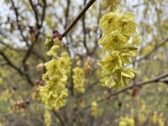 Corylopsis platypetala