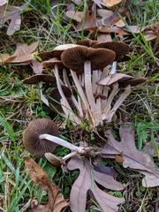 Britzelmayria multipedata