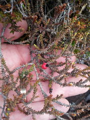 Lepidothamnus laxifolius