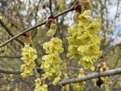 Corylopsis platypetala