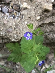 Phacelia viscida