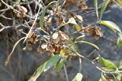 Neopringlea integrifolia