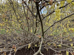 Corylopsis platypetala