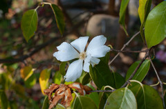 Camellia grijsii