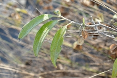 Neopringlea integrifolia