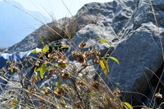 Neopringlea integrifolia