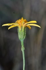 Chrysactinia pinnata