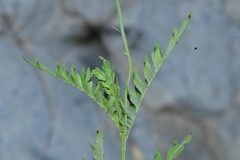Chrysactinia pinnata