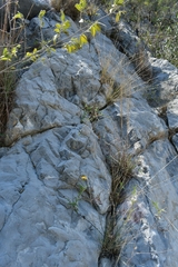 Chrysactinia pinnata