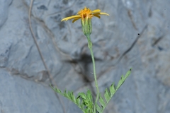 Chrysactinia pinnata