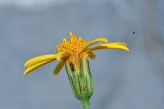 Chrysactinia pinnata