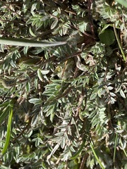 Astragalus argophyllus