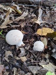 Lycoperdon molle