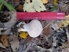 Lycoperdon molle