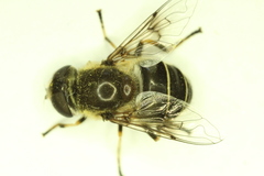 Eristalis obscura