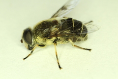 Eristalis obscura
