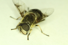Eristalis obscura