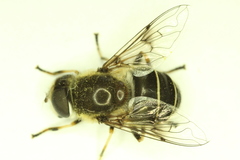 Eristalis obscura