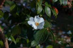 Camellia grijsii