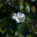 Camellia grijsii - Photo (c) Nicolas Schwab, μερικά δικαιώματα διατηρούνται (CC BY-NC), uploaded by Nicolas Schwab