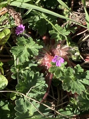 Geranium molle