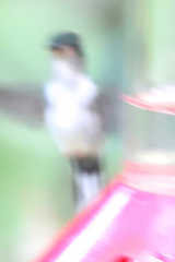 Phlogophilus hemileucurus