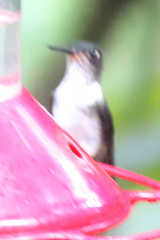 Phlogophilus hemileucurus