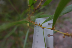 Phyllodineae
