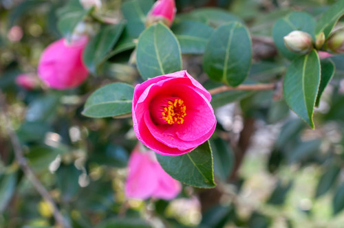 Sunset Camellia (Camellia saluenensis)