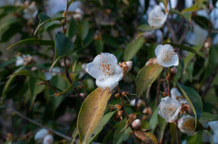 Camellia cuspidata