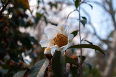 Camellia yunnanensis
