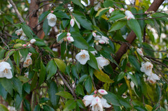 Camellia euryoides nokoensis
