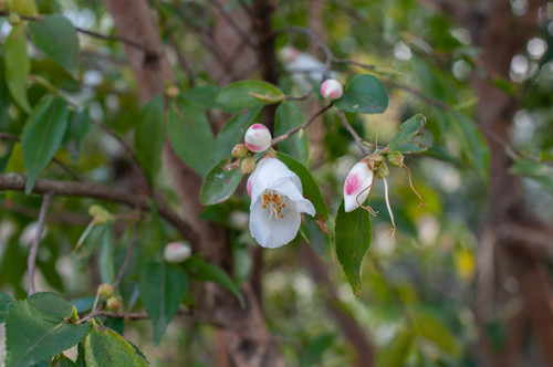 Camellia euryoides