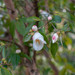 Camellia euryoides nokoensis - Photo (c) Nicolas Schwab, some rights reserved (CC BY-NC), uploaded by Nicolas Schwab