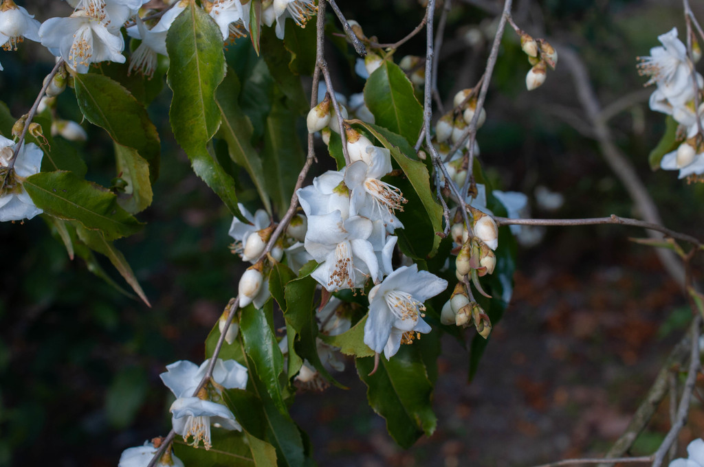 Camellia tsaii (Camellia tsaii)